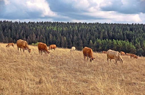 Verdörrtes Gras allerorten. Auch die Kühe haben Not, frisches Grün zu finden. Foto: Rüdiger Manig