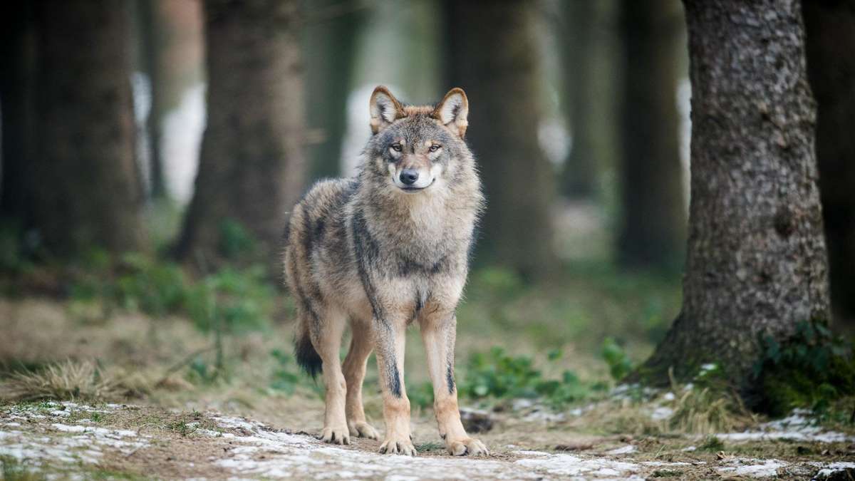 Thüringen: Analyse bestätigt: Wolf riss Schafe im Jonastal