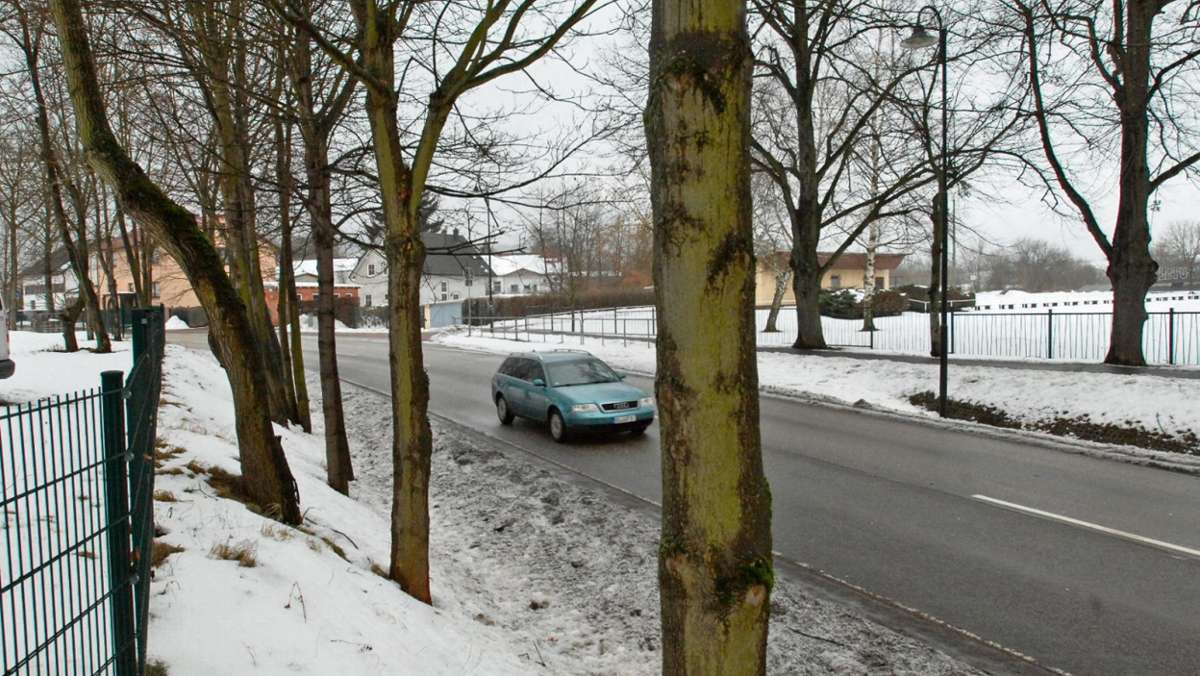 Ilmenau: Straßenbäume werden gefällt