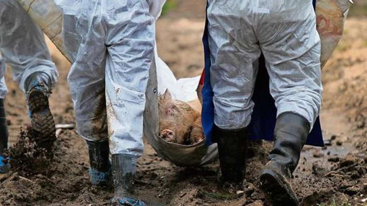 Erfurt/Wurzbach: Bauern sind alarmiert: Afrikanische Schweinepest verbreitet sich in EU-Ländern