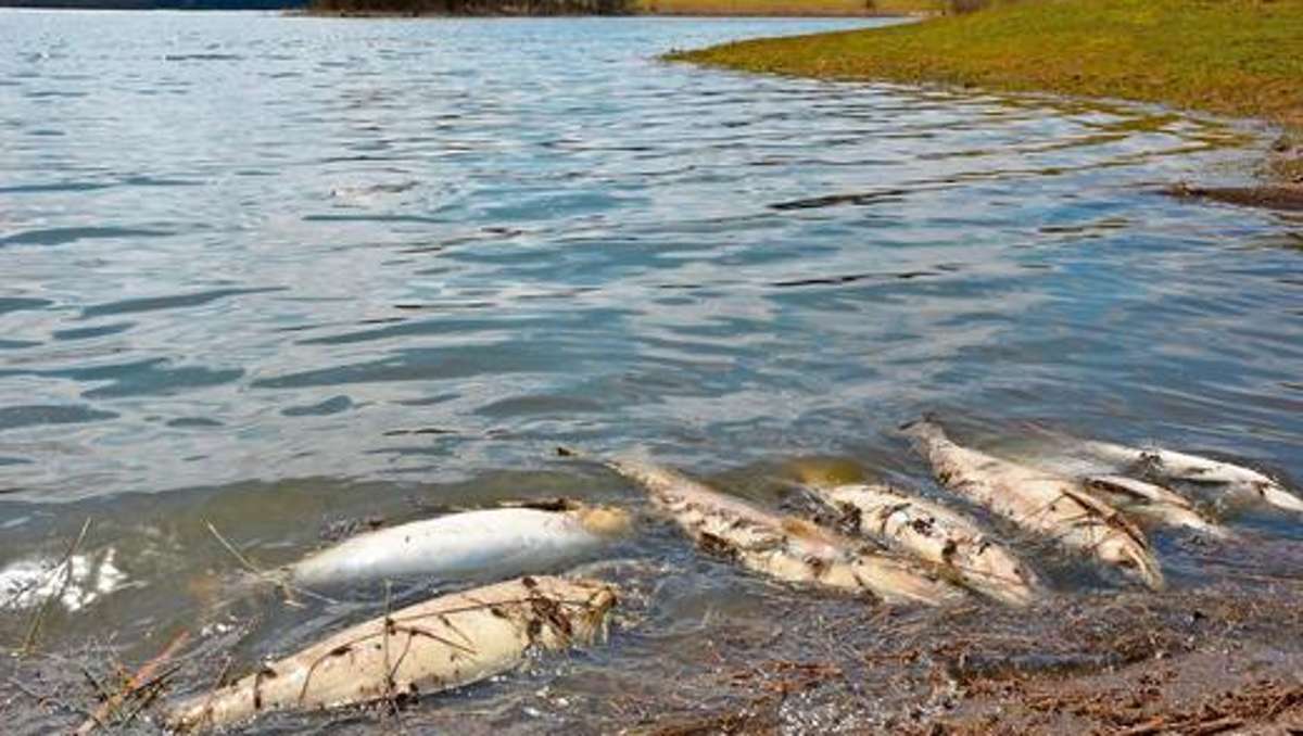 Ilmenau: Angler bergen tonnenweise Fischkadaver am Heydaer Stausee
