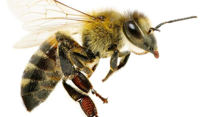 Seuche bedroht die Bienenbrut