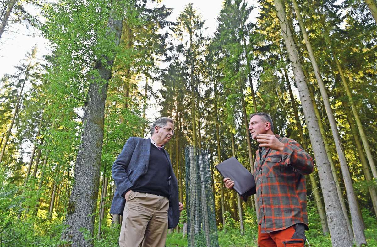 BI-Sprecher Hendrik Frühauf (rechts) erklärt Hans-Georg Maaßen (links), wie sich die Bürgerinitiative  (BI)  „Gegenwind im Kleinen Thüringer Wald“ aktiv am Waldumbau beteiligt. Foto: /Bastian Frank