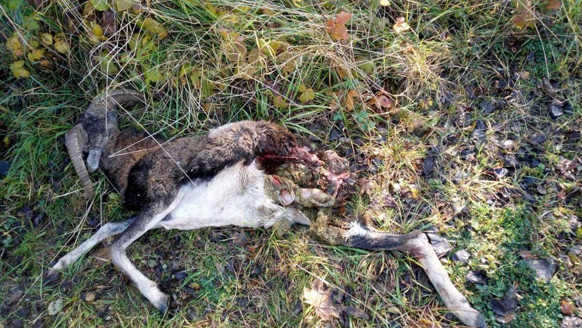 Erneut  Wolfsriss vermutet: Ein Mufflonbock, halb gefressen im Wald