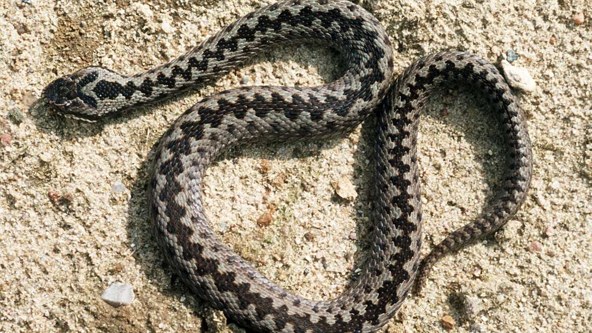 Ein Promille hat gereicht: Mann fährt Schlangenlinien