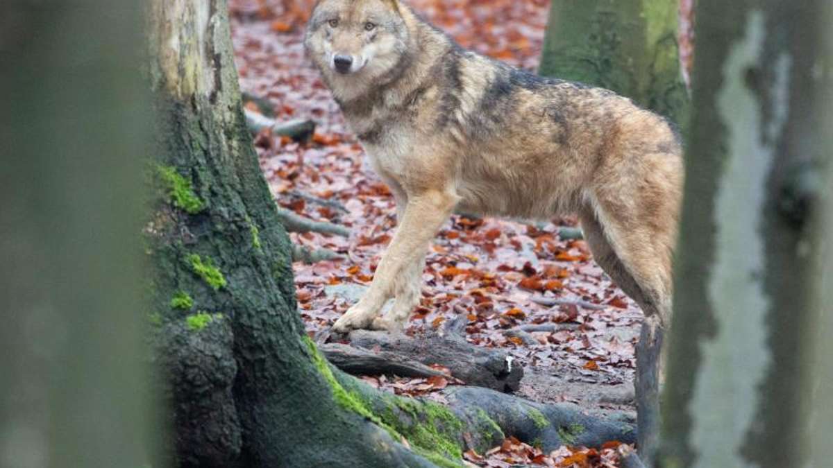 Thüringen: Neue Wölfin zieht in Alternativen Bärenpark in Worbis