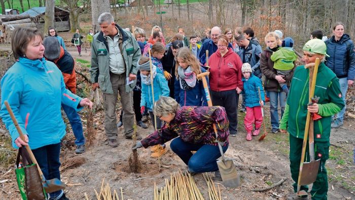 450 Wildkirschen gepflanzt: Aschenberg soll wieder blühen