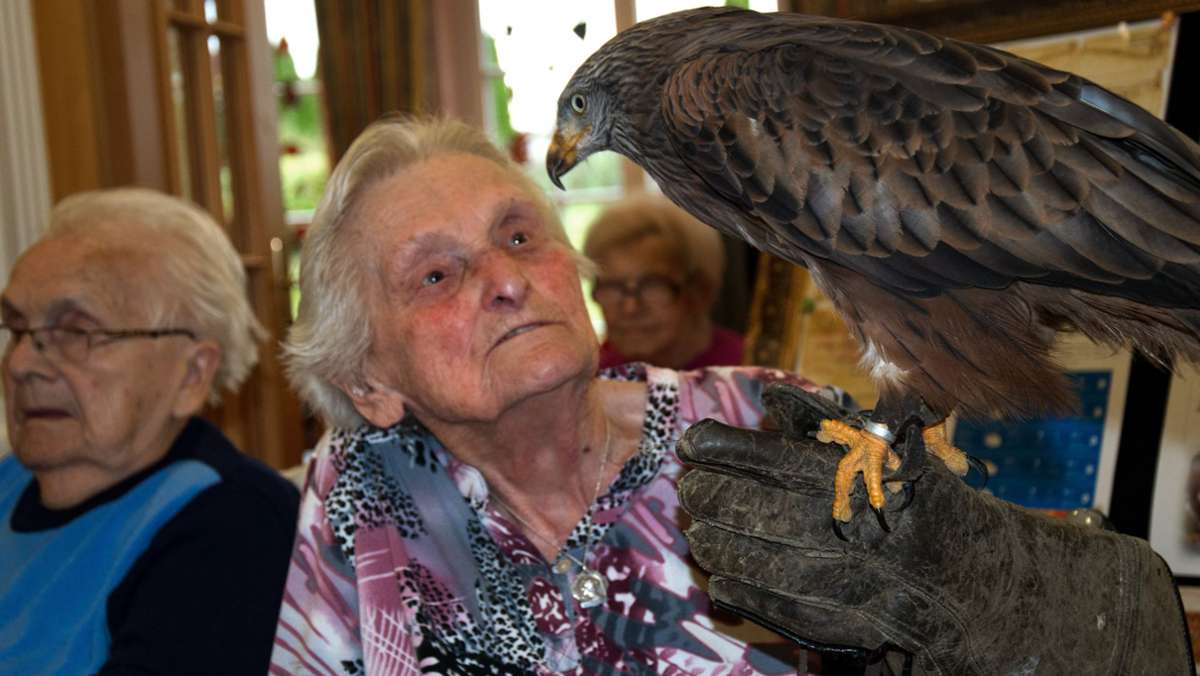 Greifvögel im Seniorenpark: Uhu Pimpf stiehlt allen die Schau