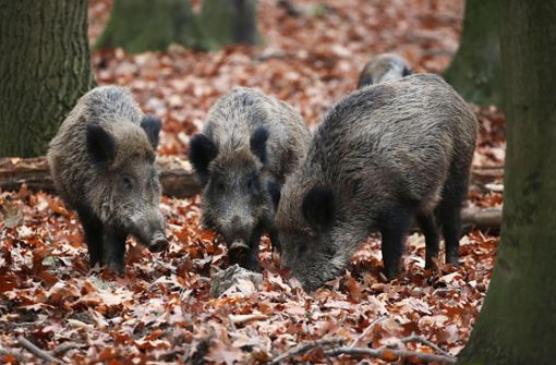 Wildschweine suchen nach Nahrung Foto: Landratsamt