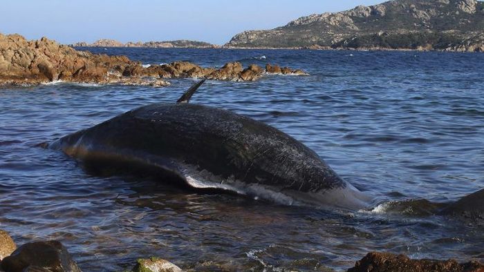 Wale vertilgen Plastikmüll und verenden