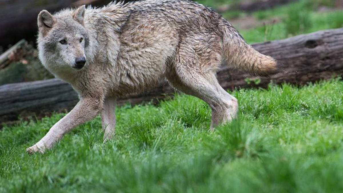 Thüringen: Ohrdrufer Wölfin: Widerstand gegen die Wolfsjagd