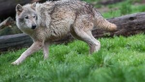 Ohrdrufer Wölfin: Widerstand gegen die Wolfsjagd