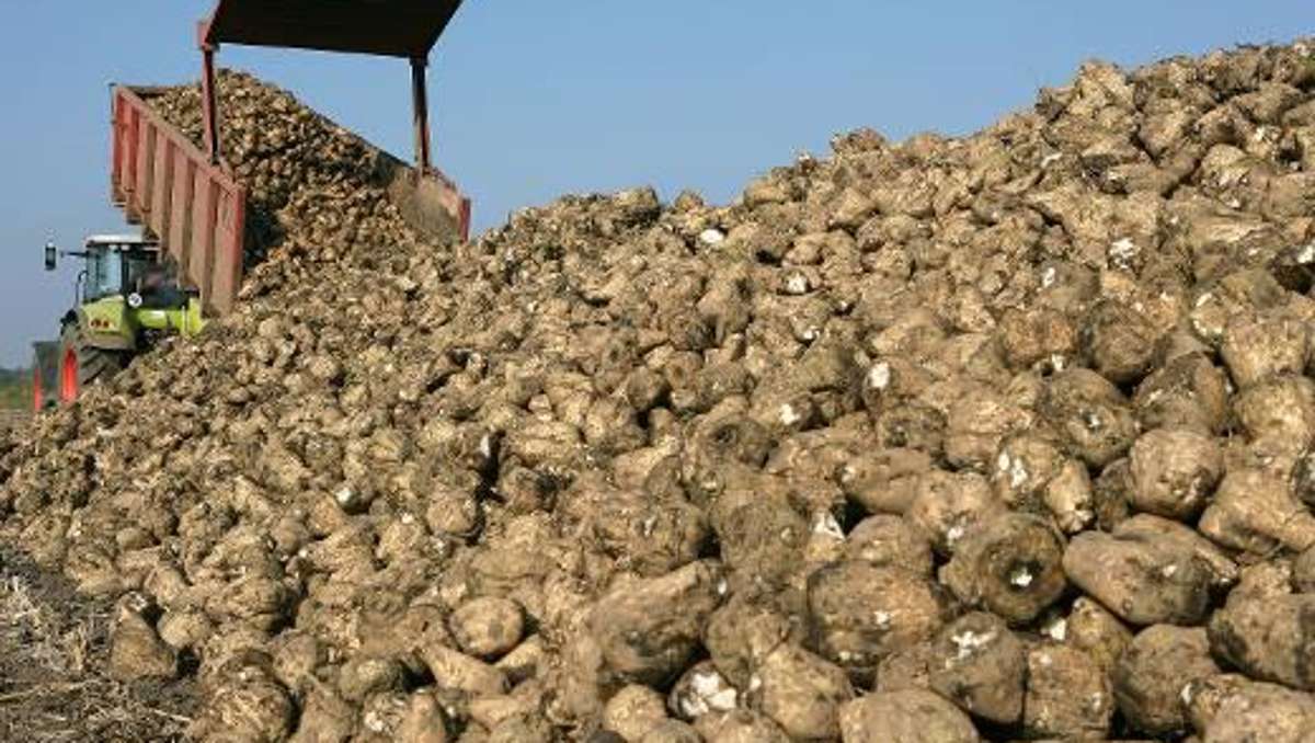 Wirtschaft: Zuckerrübenanbauer: Hamsterkäufe sind unnötig