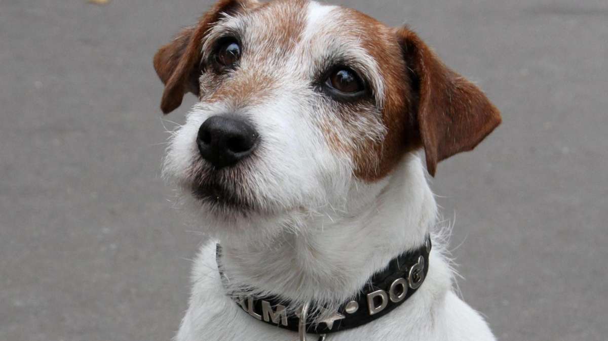 Bad Salzungen: Taub, blind, völlig verwahrlost: Hunde-Drama an der Autobahn 4