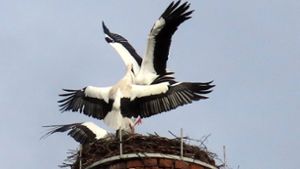 Kampf in Wasungen: Nest weg: Schwallunger Storch in Panik