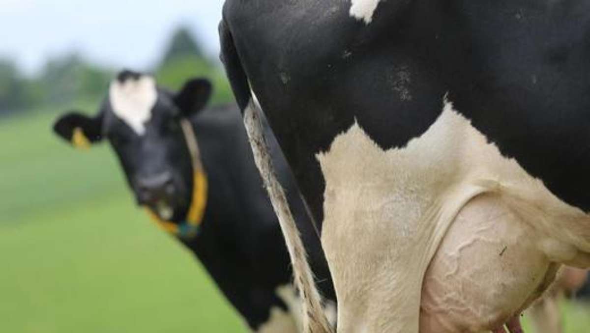 Thüringen: Herzgut will mit Milch ohne Gentechnik Erlöse für Bauern steigern