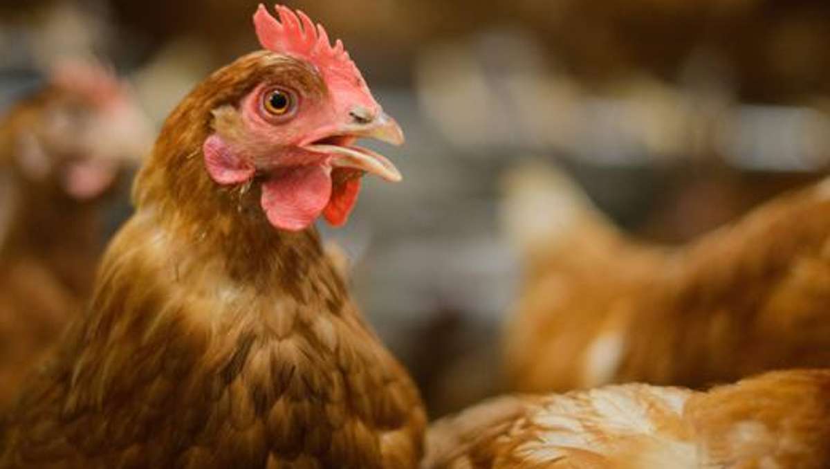Wirtschaft: Osterhase in Not: Thüringer Hennen legen weniger Eier