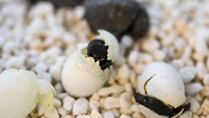 Tiere: Australien feiert Ostern mit Schildkröteneiern