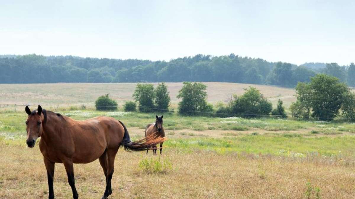Erfurt: West-Nil-Virus bei einem Pferd in Thüringen entdeckt