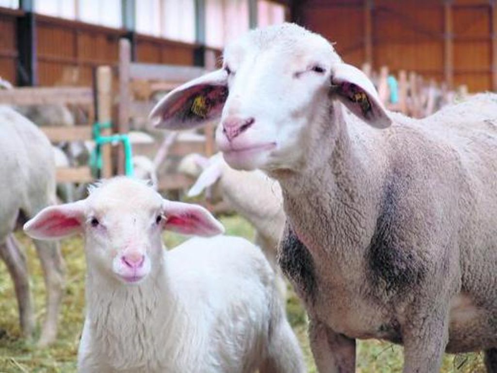 Gesunde Bestände: Thüringens Tierhalter hoffen, dass dies auch so bleibt und das neue Virus den Schafen nicht flächendeckend zusetzt. Foto: Schunk