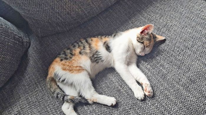 Tote Katze Mia: Wo blieben  Kopf und Vorderläufe?