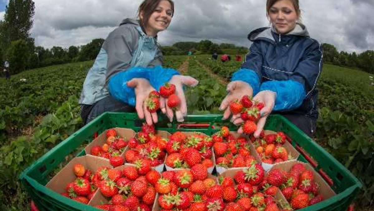 Wirtschaft: Reichlich Erdbeeren - Angebot drückt Preise