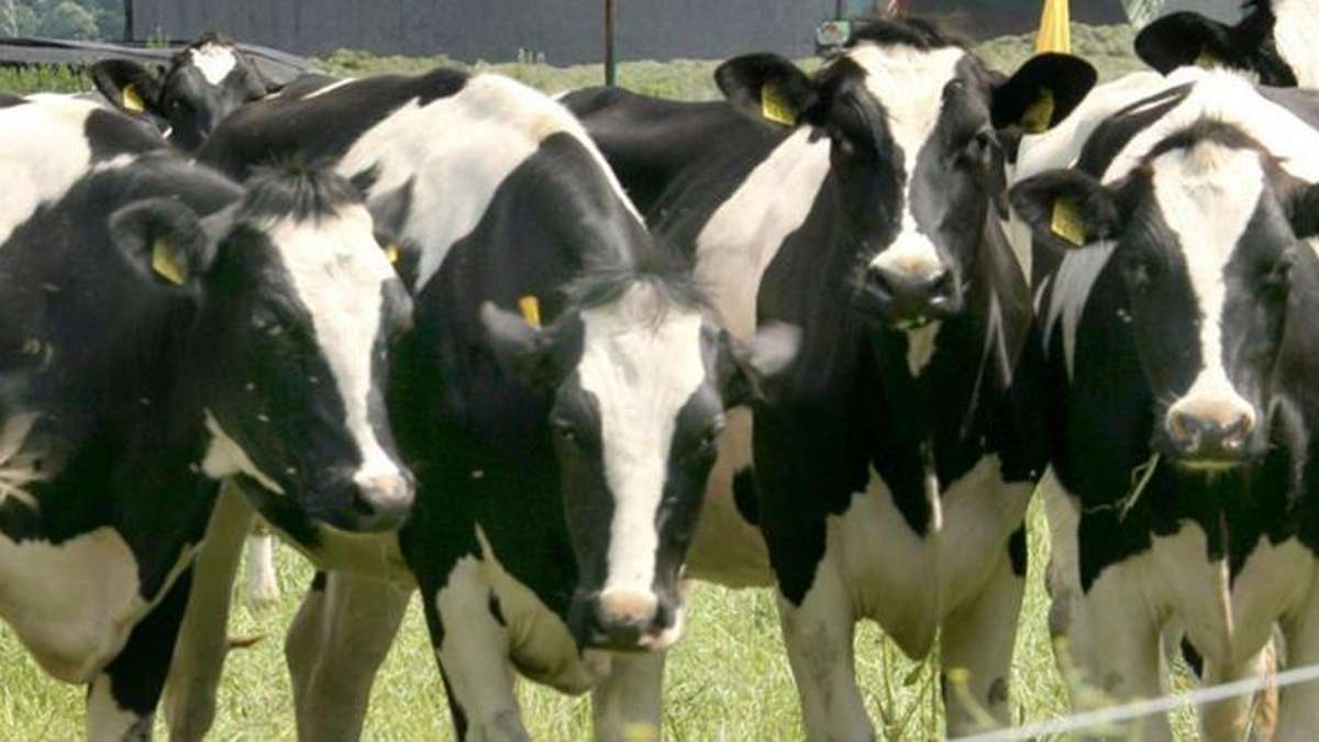 Thüringen: Trächtige Kuh auf Weide schwer verletzt: Nur Kälbchen gerettet