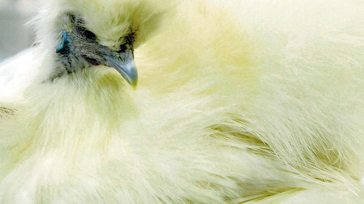 Coburg: Hahn statt Henne: Verkäufer muss Tier zurücknehmen