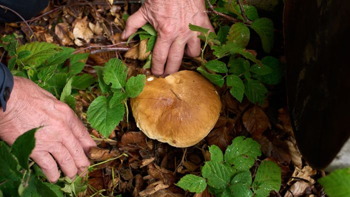 Pilze sprießen - Erste schwere Vergiftungen 