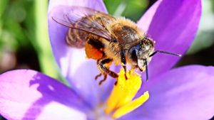 Bienenstich – nicht immer süß