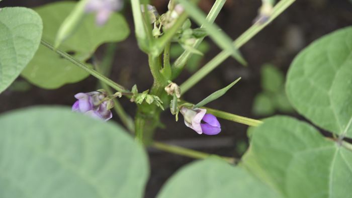 Bohnen-Experiment: Violette Blüten aus schwarzen Samen