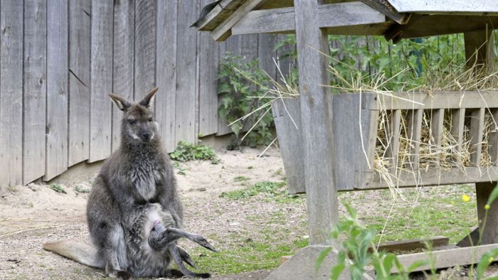 Tierpark Bad Liebenstein: Ein übervoller Kängurubeutel  und ein brütfauler Nandu
