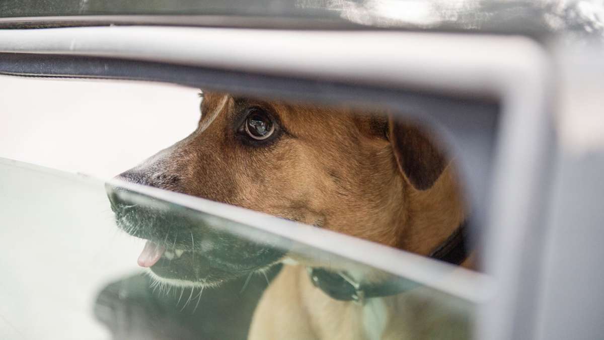 Hund im Auto: Tierschützer erstatten Anzeige gegen Halterin