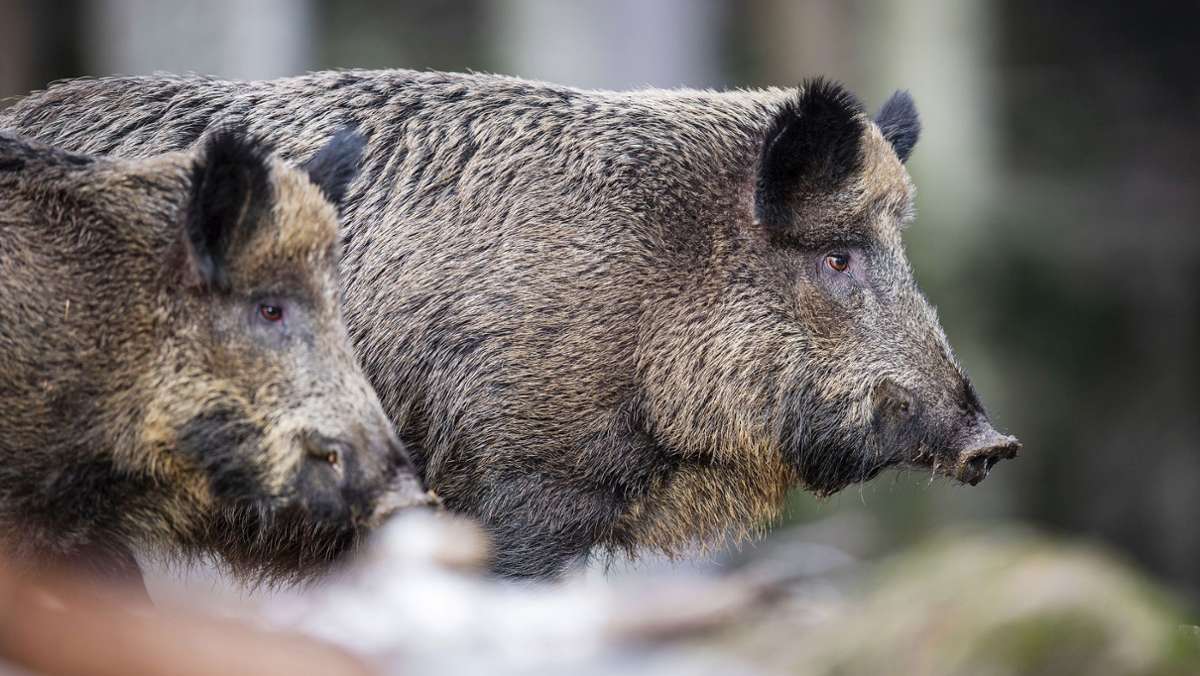 Schmalkalden-Meiningen: Afrikanische Schweinepest: Tote Wildschweine melden