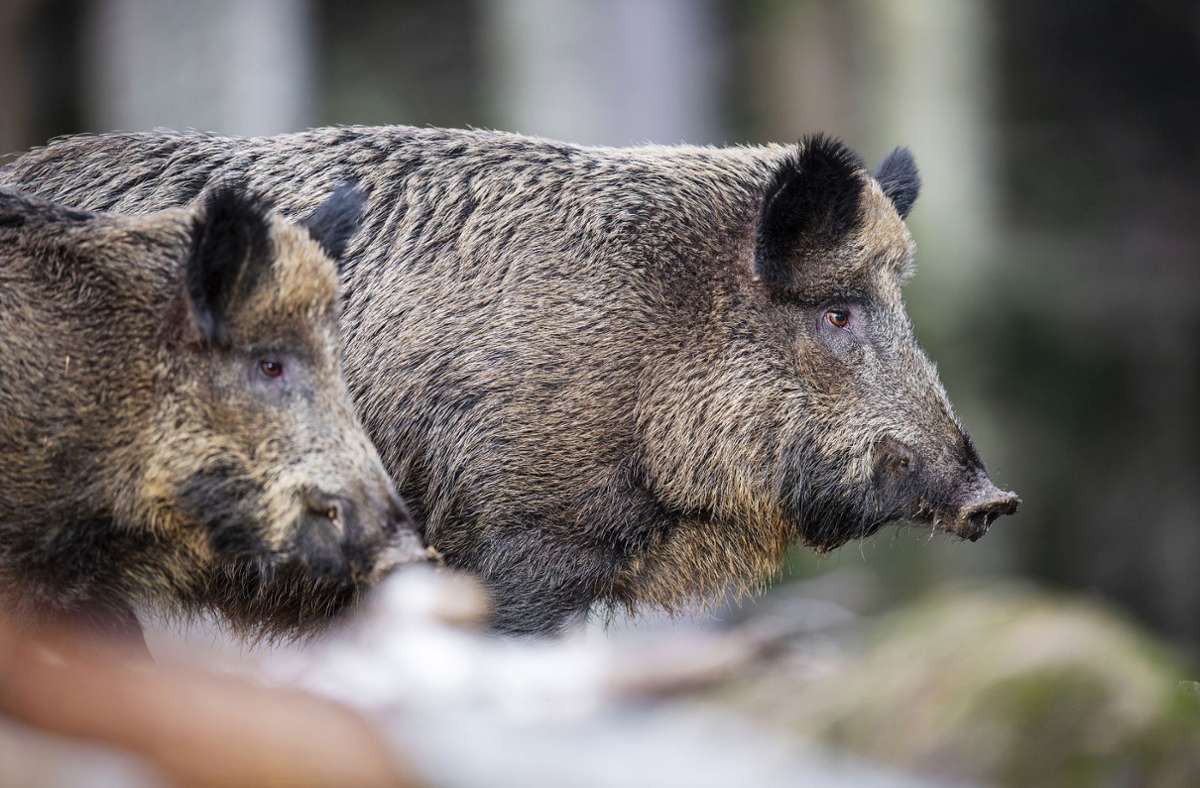 Afrikanische Schweinepest  rückt näher.  Foto: dpa