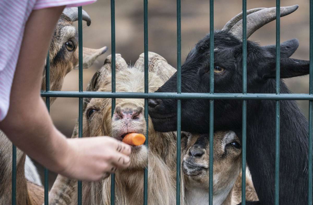 Diese hier sind eher zahm – Ziegen im Opel-Zoo. Vor einer ausgebüxten Herde in der Rhön wird allerdings gewarnt. Foto: dpa/Frank Rumpenhorst