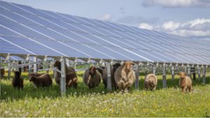 Photovoltaik als Sonnenschirm für Schafe