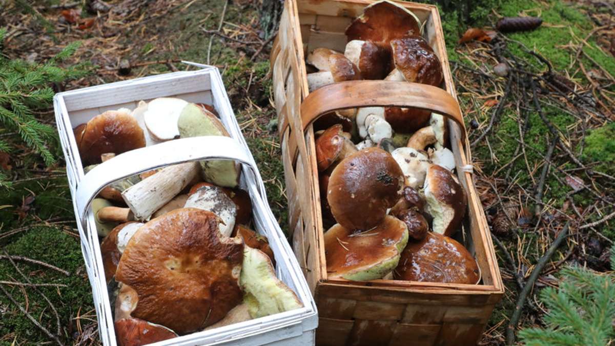 Thüringen: Schwieriges Jahr für Pilzsammler: Erste Vergiftungen