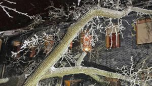 20.000 Euro Schaden: Bäume  krachen auf Haus und Laube