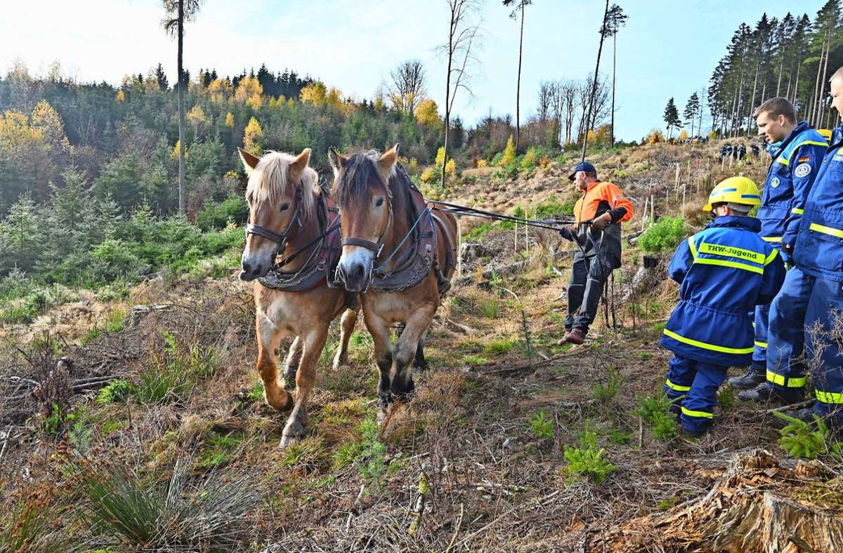 Jens Nattermann wurde mit seinen beiden Rückepferden Lino und Tina dorthin gerufen, wo es Baumstämme wegzuschaffen galt.