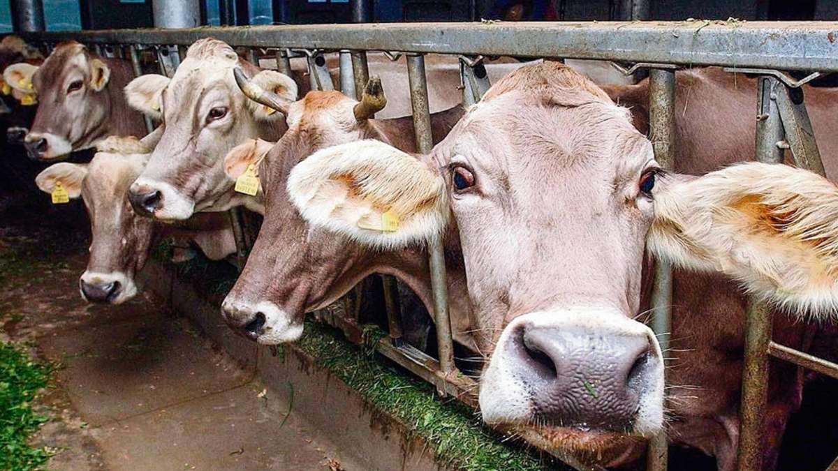 Ilmenau: Rinderbestand im Kreis sinkt um sieben, Haltung um zehn Prozent