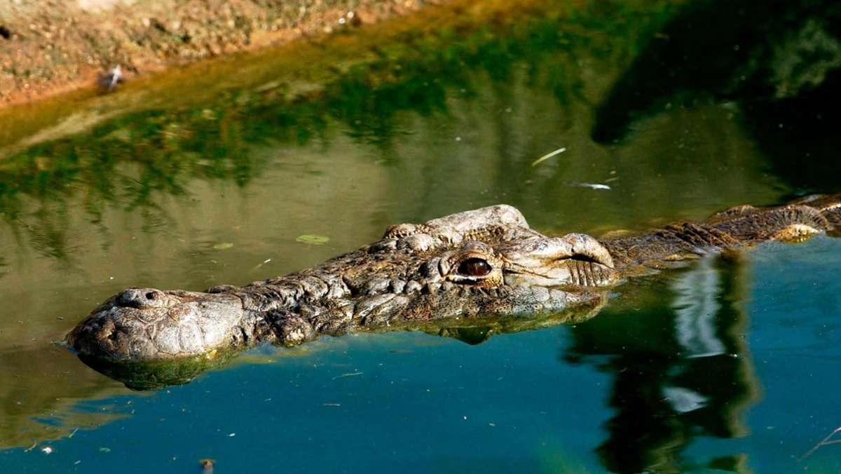 Indonesien: Teenager  von Krokodil getötet