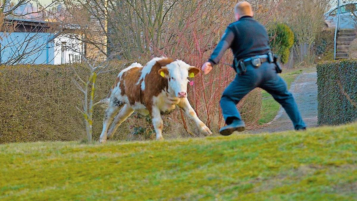 Thüringen: Auf A 4 ausgebrochene Rinder halten Besitzer und Polizei auf Trab