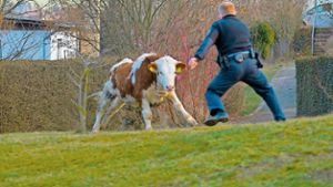 Auf A 4 ausgebrochene Rinder halten Besitzer und Polizei auf Trab