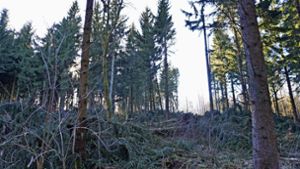Stadtwald: Enorme Schäden durch Windbruch