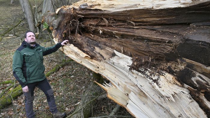 36 Bäume im Altensteiner Park umgestürzt