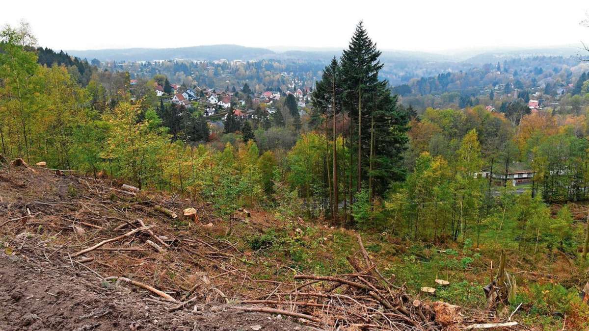 Oberhof/Suhl: Angeknabberter Borkenkäferwald muss gar nicht gerettet werden