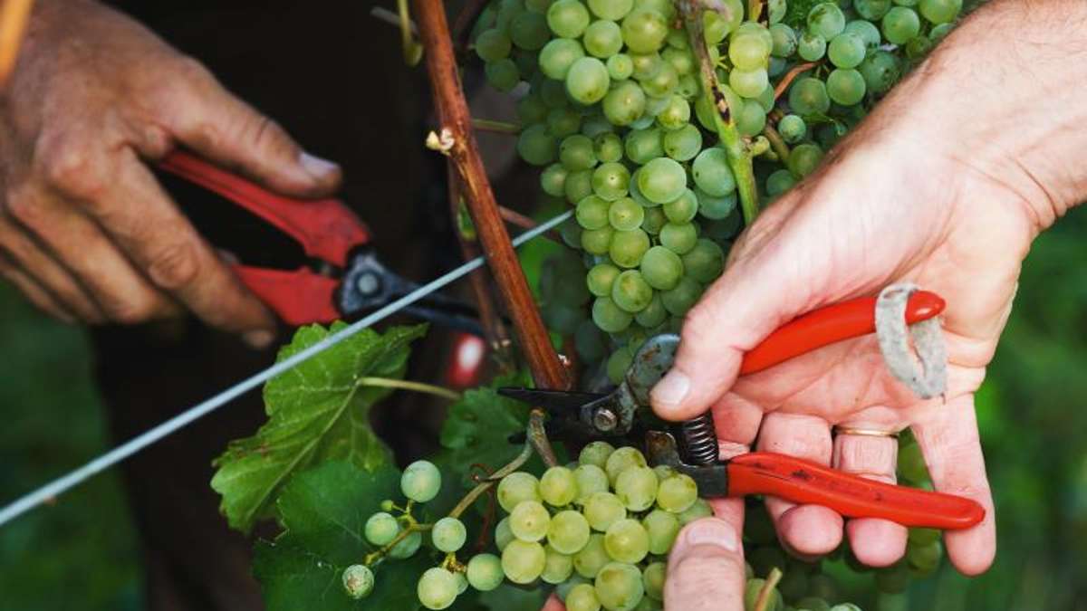 Volkach: Diebe stehlen zentnerweise Weintrauben vom Berg