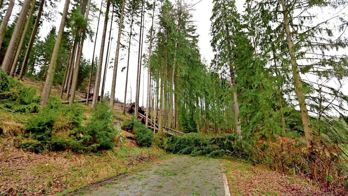 Schmalkalden: Die stürmische Sabine hat viele dicke Bäume umgehauen