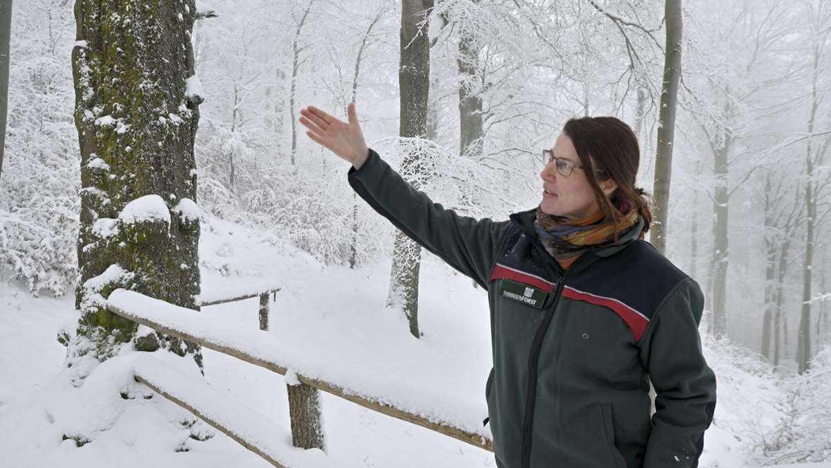 Winterwald: Schöner Anblick, aber nicht ungefährlich